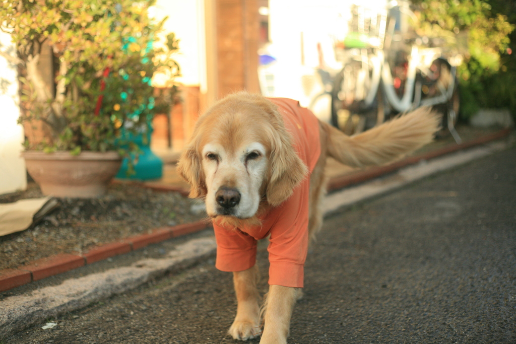 やってくるみゅうちゃん