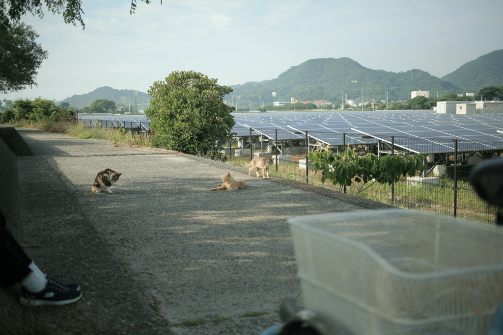 ねこ