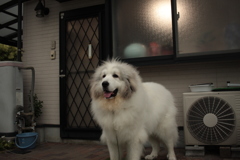 ココちゃん＠おかべ薬局