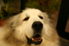 ココさんドアップ