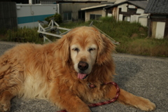 みゅうちゃんと散歩