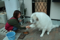 薬剤師のお姉さんにご飯前のお手をするココちゃん