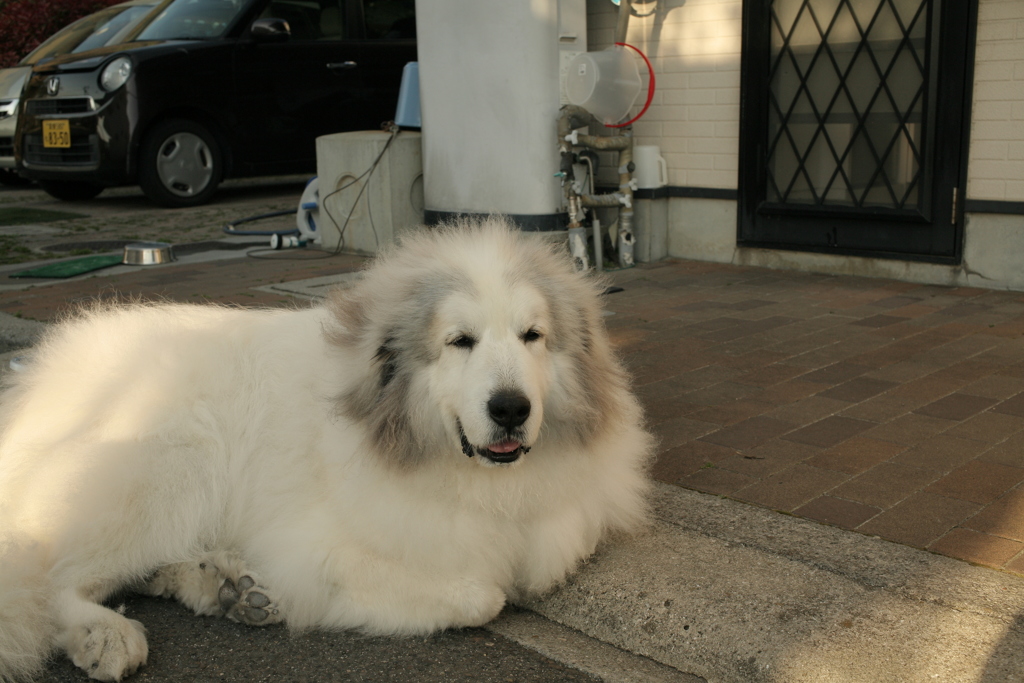 今日も番犬してるココ様