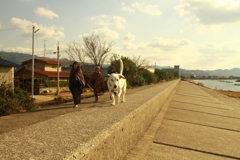 正月散歩してるククルさん