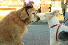 かぼちゃ祭り仕様のみゅうちゃんとアビィちゃん