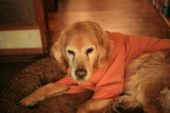 お正月を写そ♪　キヤノンで写そ