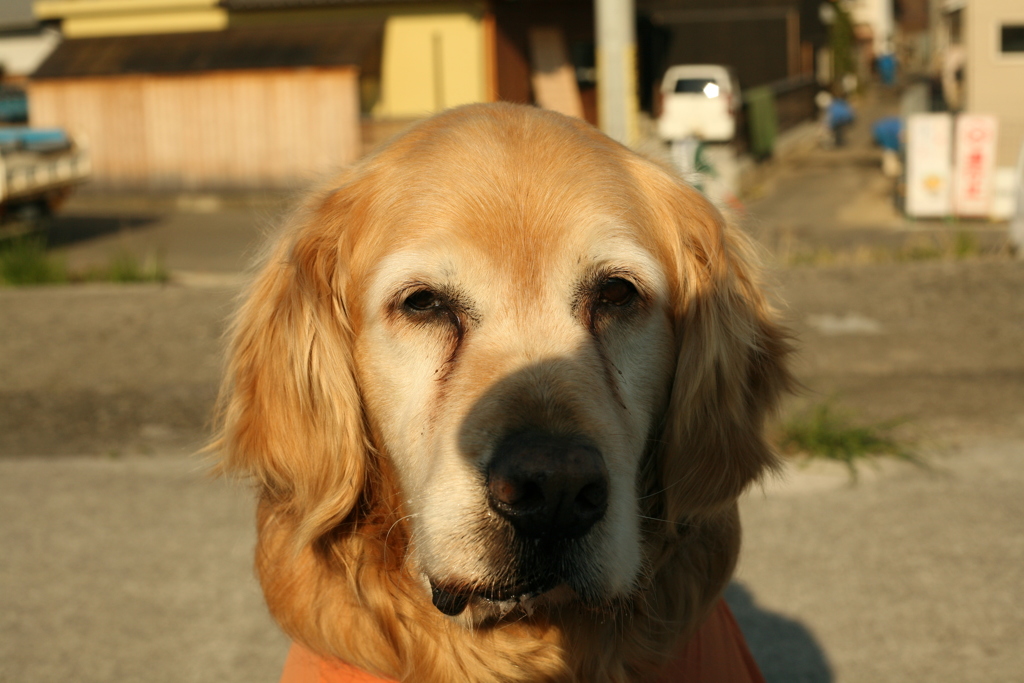 おやつボーロが欲しいみゅうちゃん