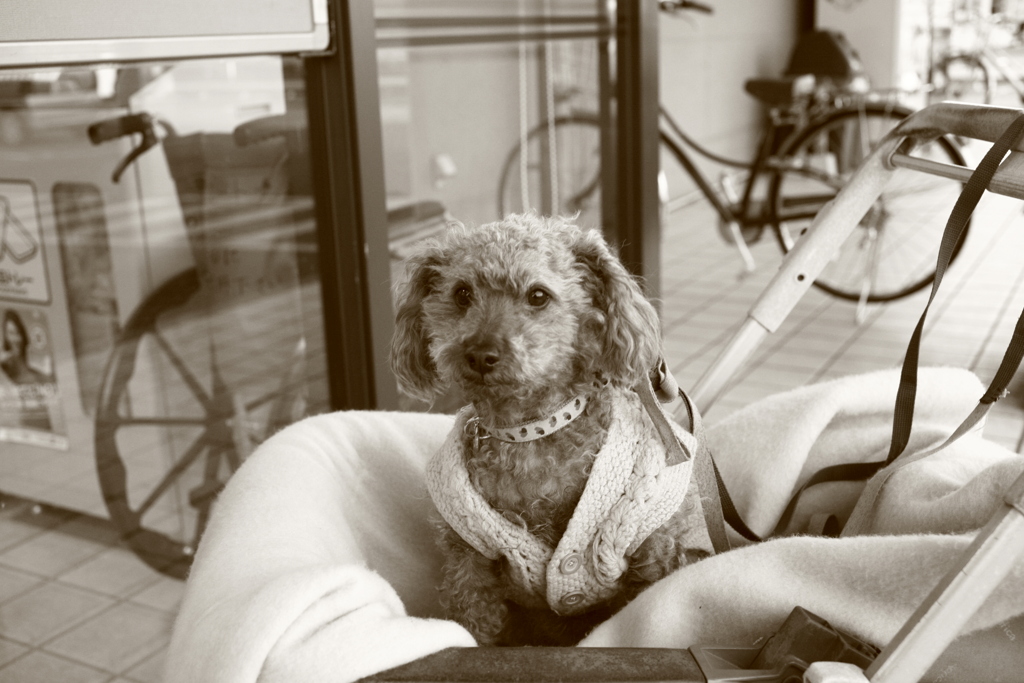 おばあちゃんがから揚げ買ってくるのを待ってる元ちゃん