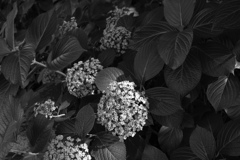 モノクロ＠2018-07-09