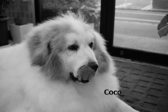 Coco
