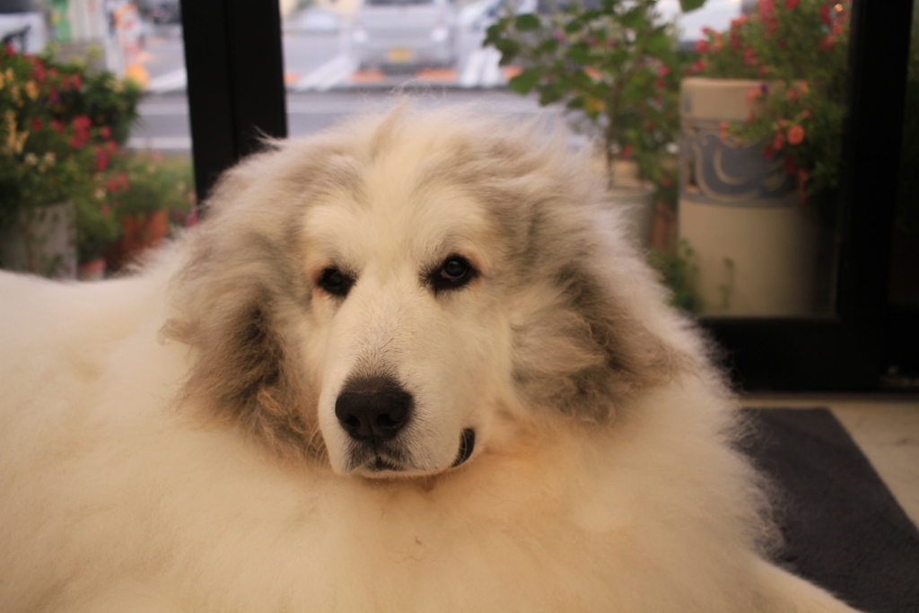 ココさんは今日ももふもふ