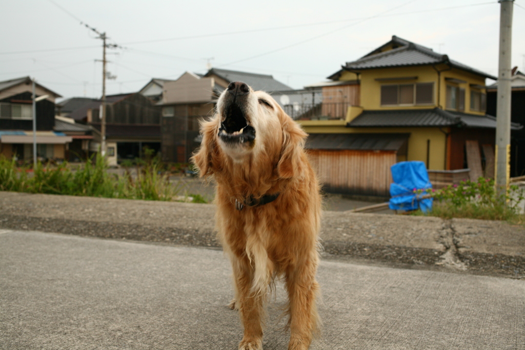 ミルクビスケットが欲しくて吠えるみゅうちゃん