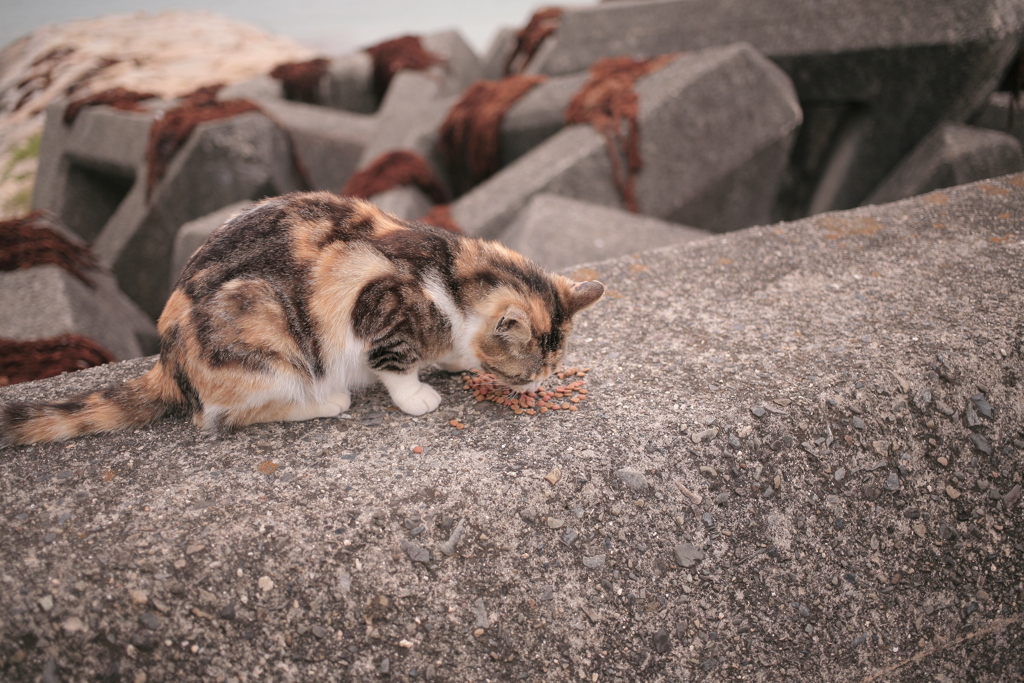 がじゃがじゃの子