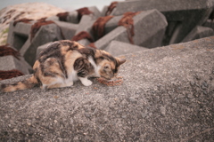 がじゃがじゃの子