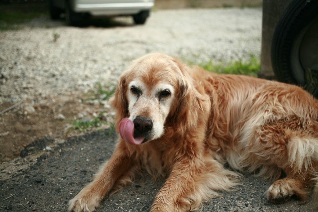 ペロンチョしてるみゅうちゃん