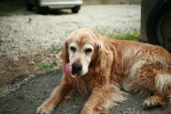 ペロンチョしてるみゅうちゃん