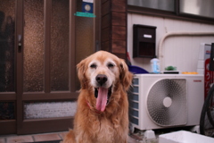 お宿番してるみゅうちゃん