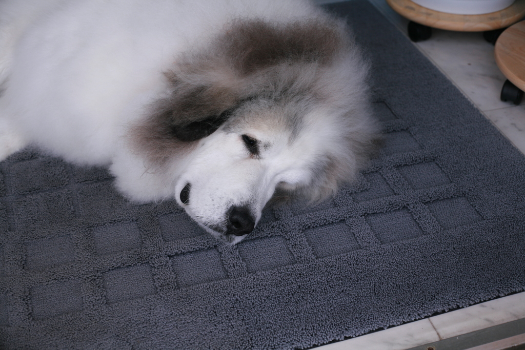 朝お店番してるココたま