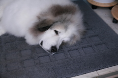 朝お店番してるココたま