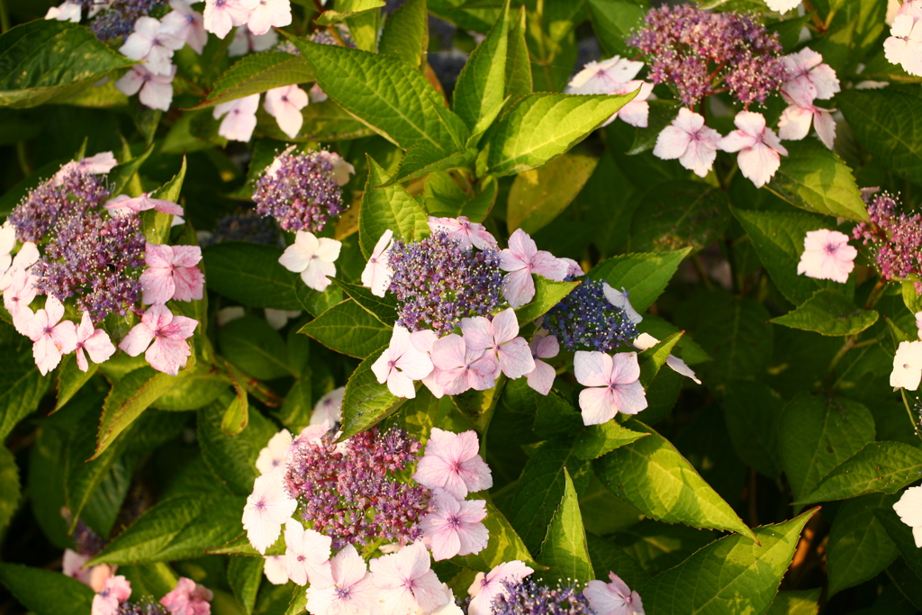 ココさん所のアジサイ