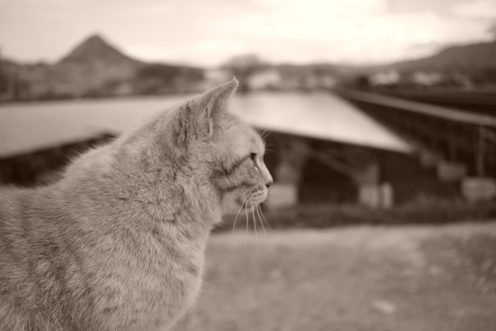 トラやんは独女