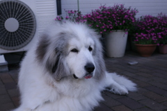 朝、番犬してるココさん