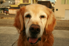 昨日12歳の誕生日だったみゅうちゃん