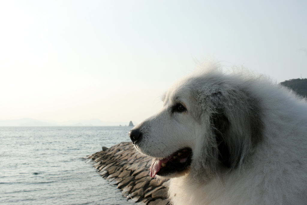 ココちゃんを散歩に連れ出す