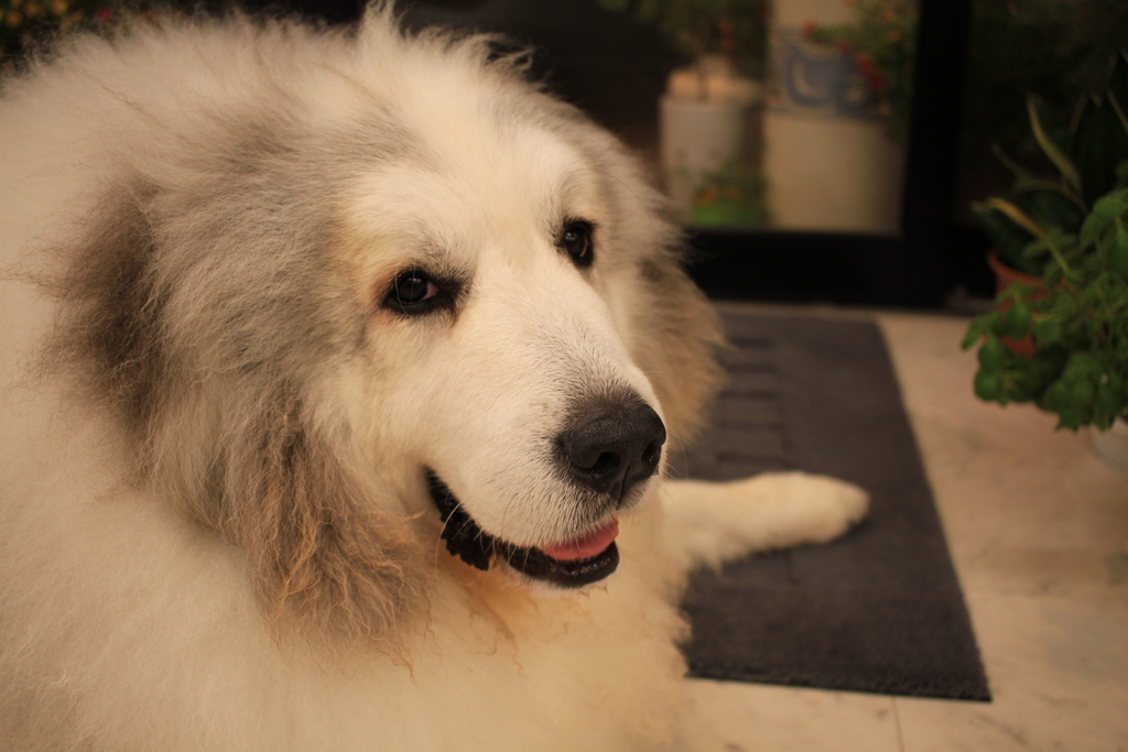 今日もかわいいココさん