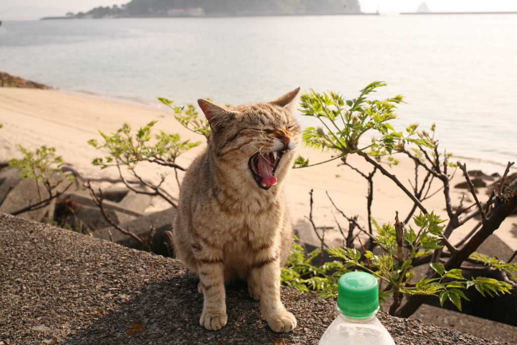 ア～～～～～～～～～