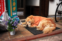 日曜昼、まったりしてるみゅうちゃん