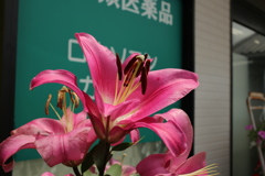 ココさん所の花