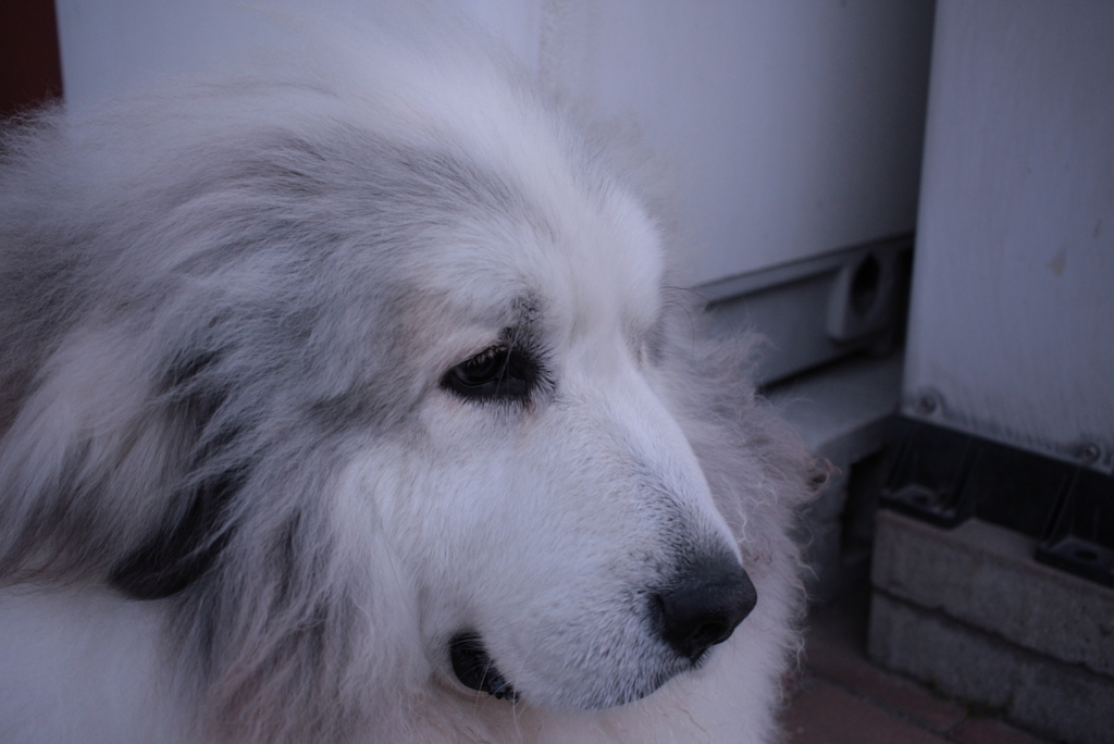 ご飯いっぱい食べたココちゃん