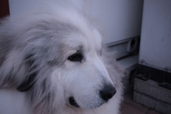 ご飯いっぱい食べたココちゃん