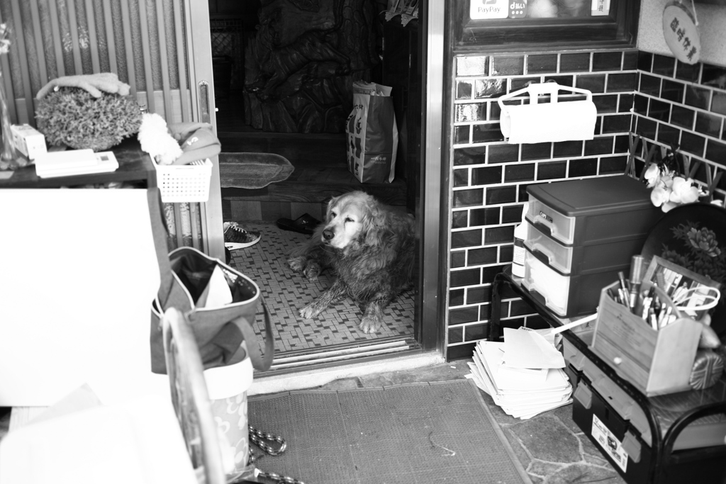 お昼お宿番してるみゅうちゃん