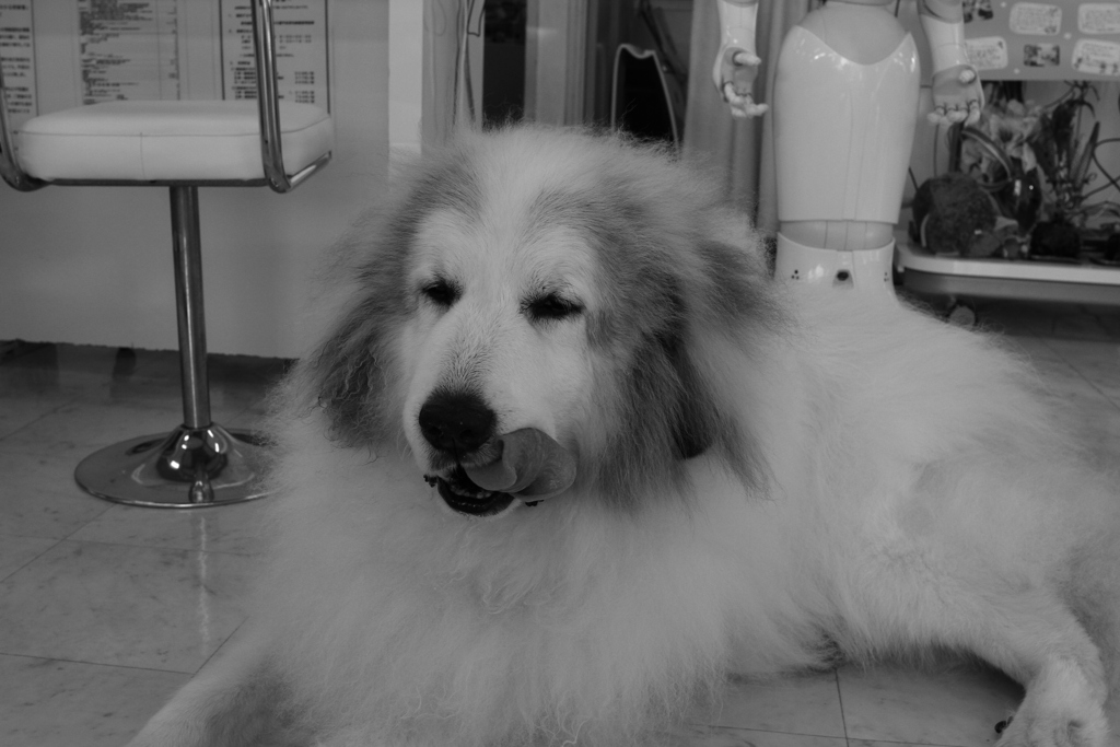 今日もココさんは元気