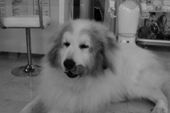 今日もココさんは元気