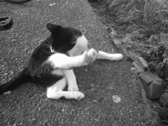 お毛毛のお手入れは大事