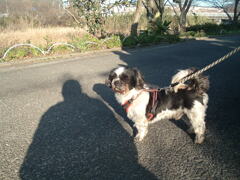 CCD機は写りが優しいな