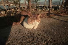 トム君