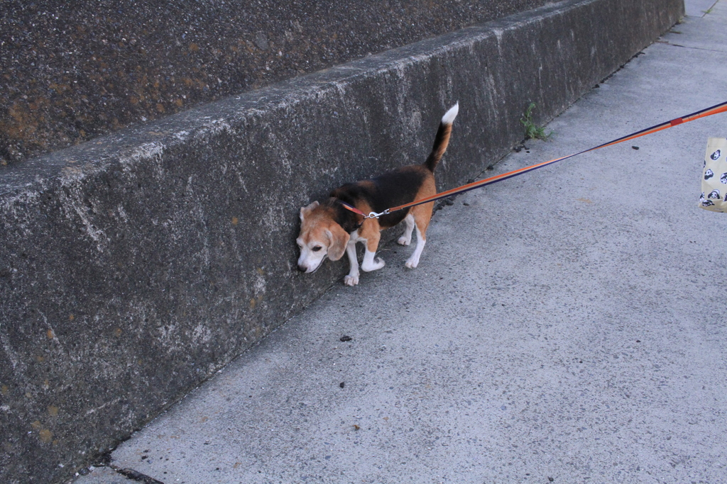 散歩中のハチ君