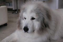 月曜朝のココさん