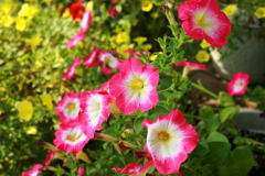 ココさん所の花