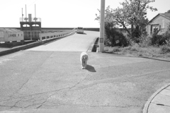 みゅうちゃんと散歩