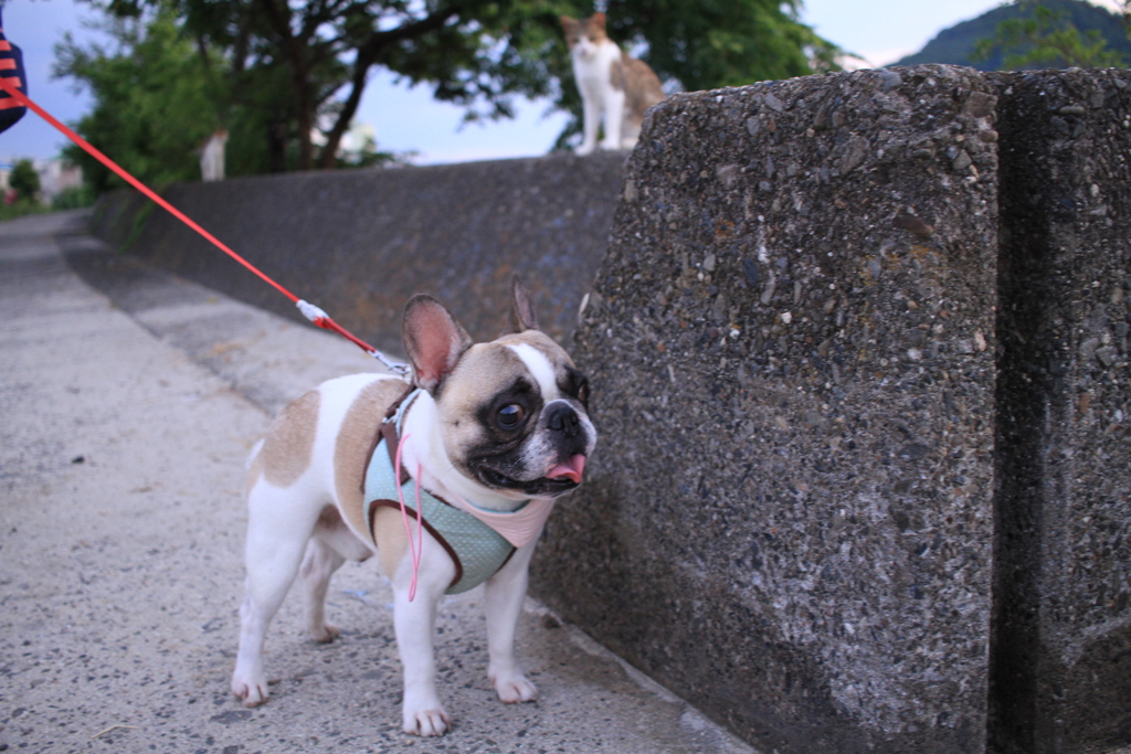 ちょっと肥えたプルちゃん
