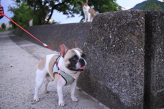 ちょっと肥えたプルちゃん