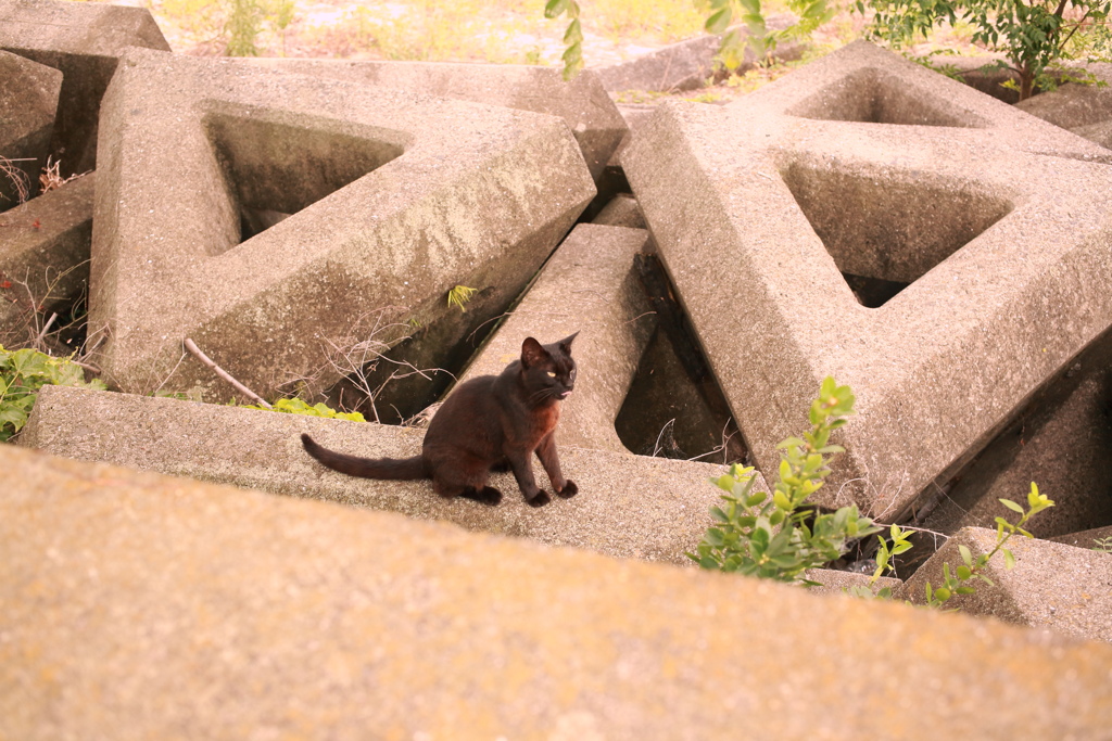 ジジは私にはなついてない