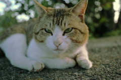 トム君　変な色味Ver.