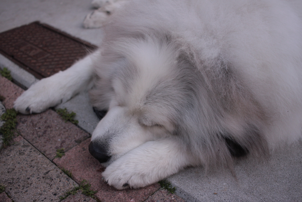 平常運転のココちゃん