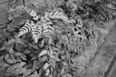 モノクロ＠2020‐06‐03